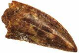 Serrated, Raptor Tooth - Real Dinosaur Tooth #208293-1